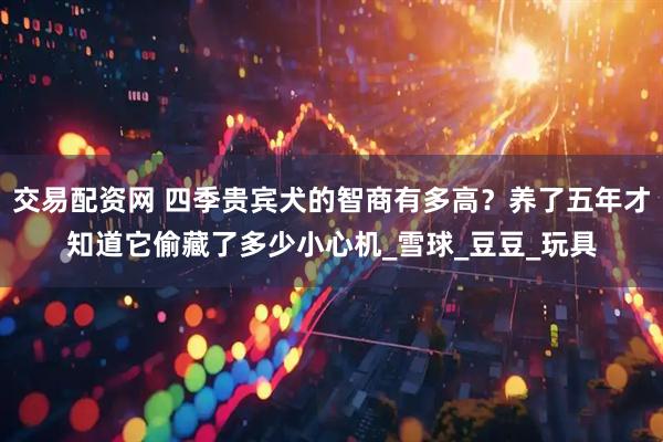 交易配资网 四季贵宾犬的智商有多高？养了五年才知道它偷藏了多少小心机_雪球_豆豆_玩具