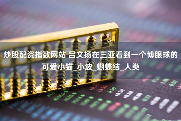 炒股配资指数网站 吕文扬在三亚看到一个博眼球的可爱小猫_小波_蝴蝶结_人类