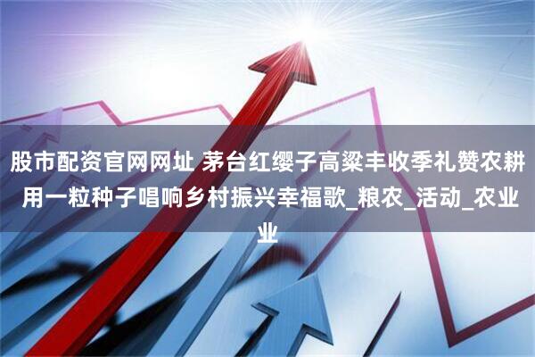 股市配资官网网址 茅台红缨子高粱丰收季礼赞农耕 用一粒种子唱响乡村振兴幸福歌_粮农_活动_农业