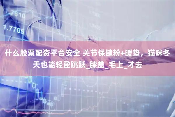 什么股票配资平台安全 关节保健粉+暖垫，猫咪冬天也能轻盈跳跃_膝盖_毛上_才去
